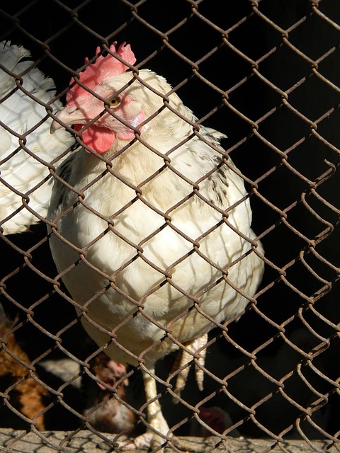 和战术执行 和战术执行