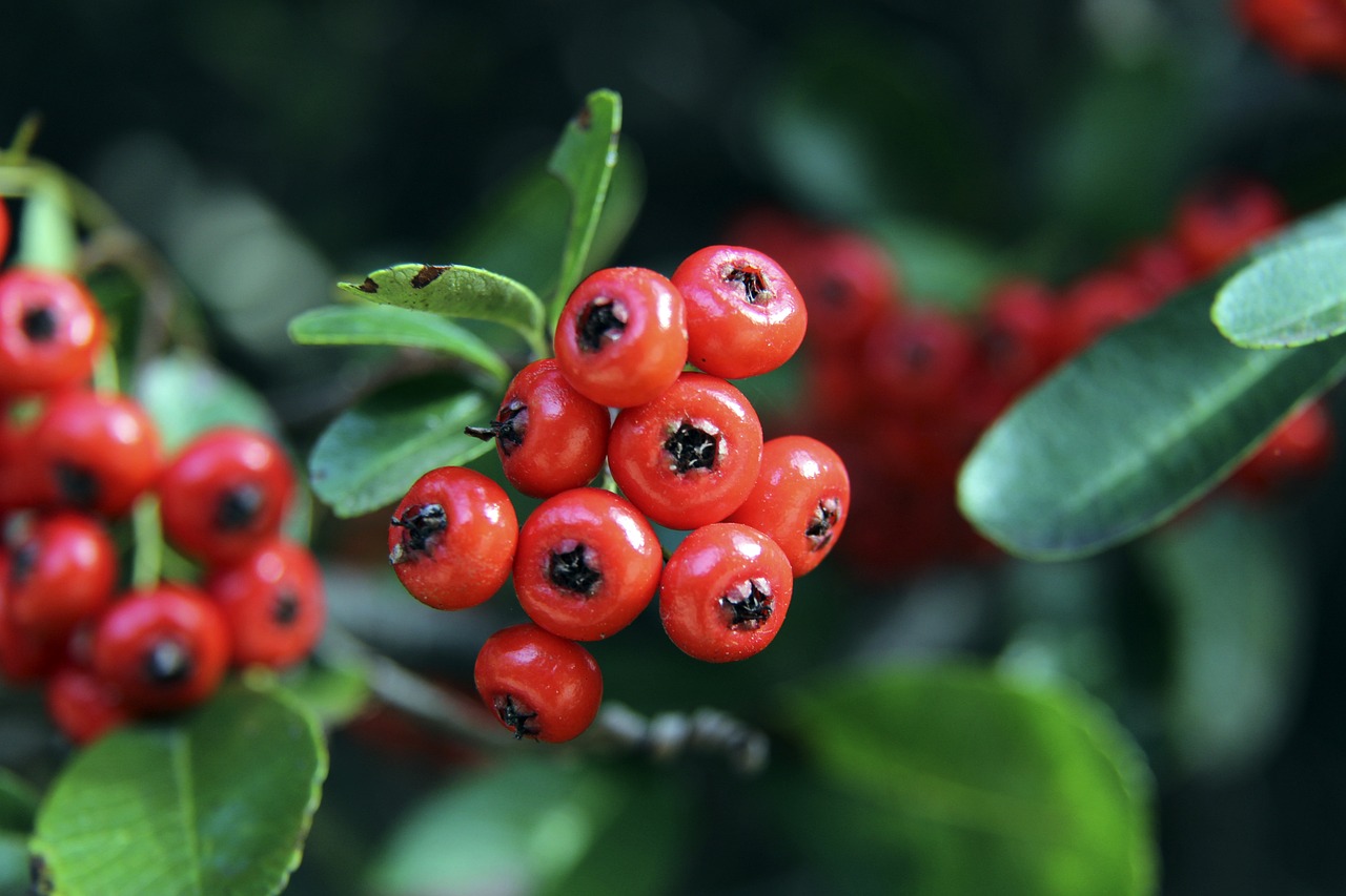 伊布的身体 伊布的身体